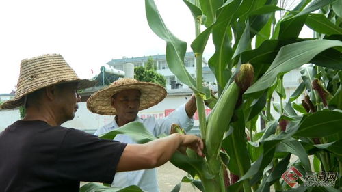 云南保山昌寧 秋糧田間管護忙，科技護航助豐收